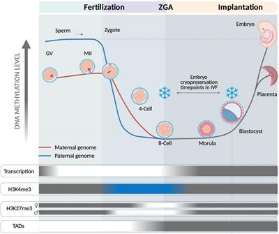 Update on the Epigenomic Implication of Embryo Cryopreservation Methods Applied in Assisted Reproductive Technologies With Potential Long-Term Health Effects